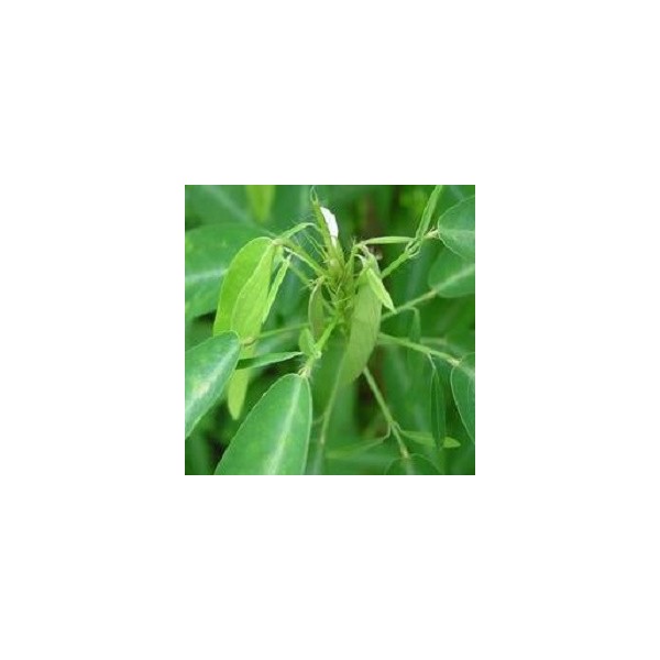 Desmodium gyrans (Codariocalyx motorius) - Plante qui danse 