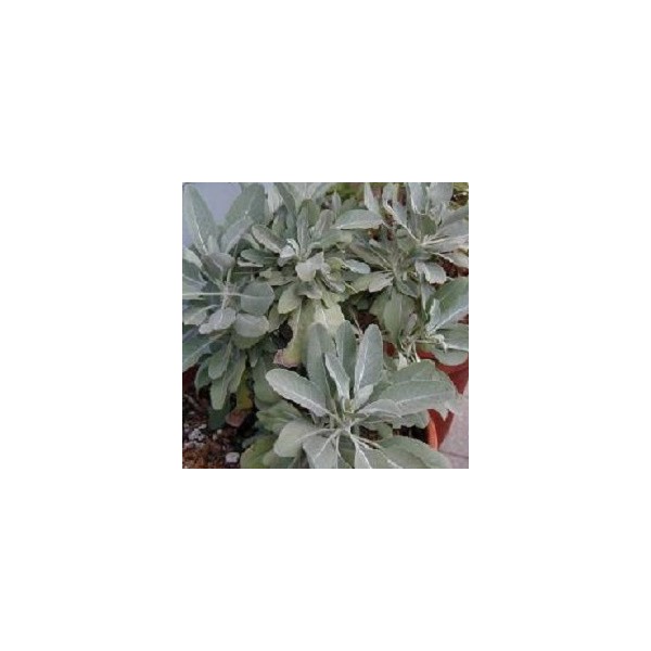 Sauge blanche sacrée - Salvia apiana
