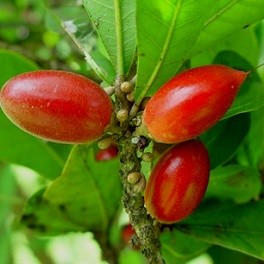 Synsepalum dulcificum, graines de fruit miracle à planter