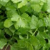 graines de persil Mitsuba