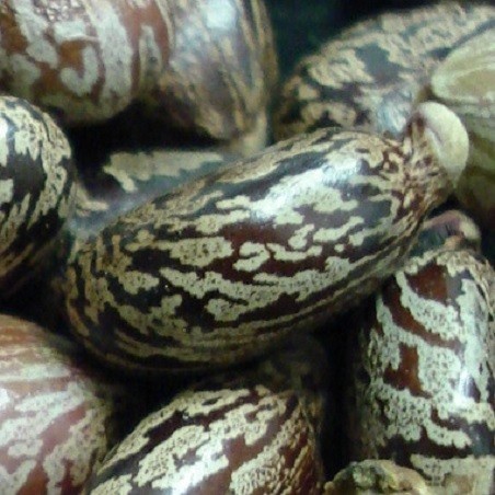 30 Graines De Ricin Commun Géant (Ricinus Communis) - Par Samenchilishop - Plante Ornementale à Croissance Rapide