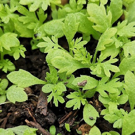 Graines D'Absinthe Artemisia Annua - 200 Pièces - Plante Médicinale Chinoise Facile à Cultiver
