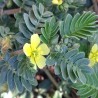 Tribulus